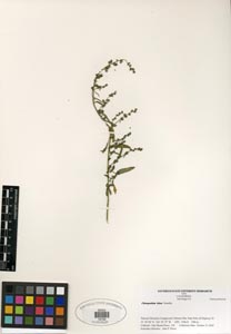 Herbarium Sheet of SDSU 19745